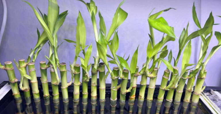 lucky bamboo (featured image)