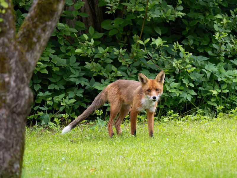 Stay Calm And Observe From A Safe Distance