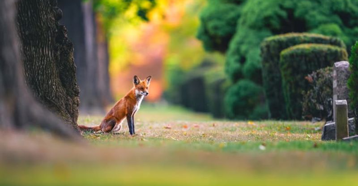 7 Smart Steps To Take When A Fox Appears Near Your Virginia Home