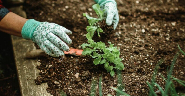 planting in garden