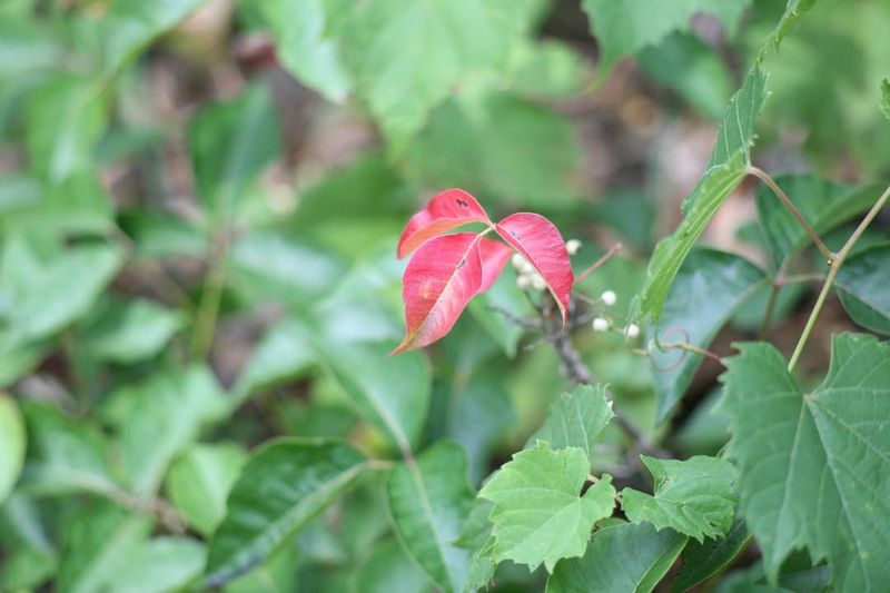 Learn To Identify Poison Ivy In Every Season