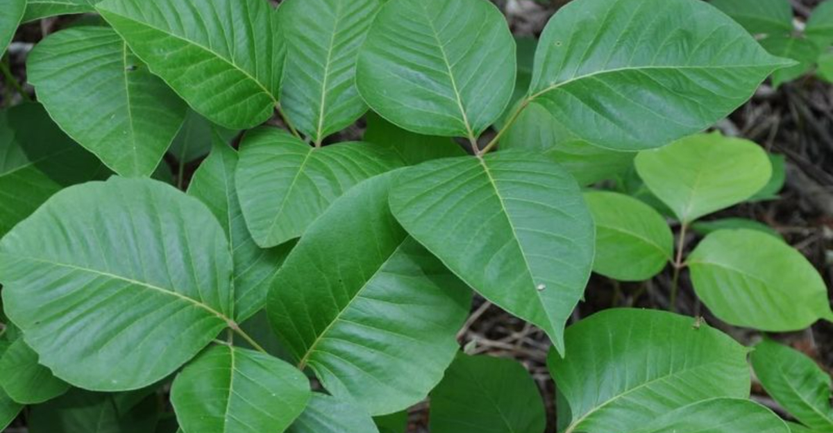 7 Smart Ways To Get Rid Of Poison Ivy In Ohio Without Making It Worse