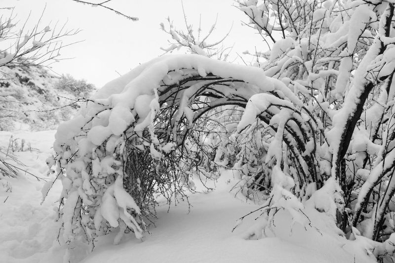 Heavy Snow Loads Breaking Tree Branches And Shrubs
