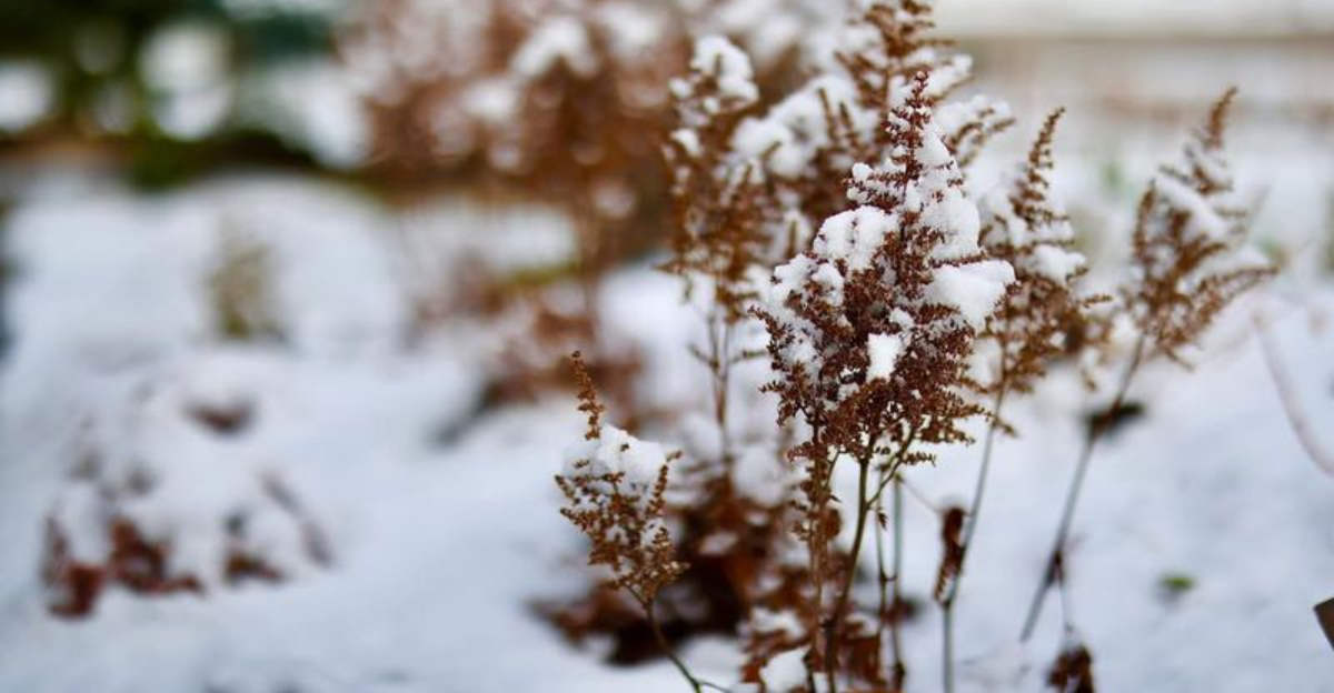 7 Snow-Related Garden Problems Iowa Homeowners Face Every Winter