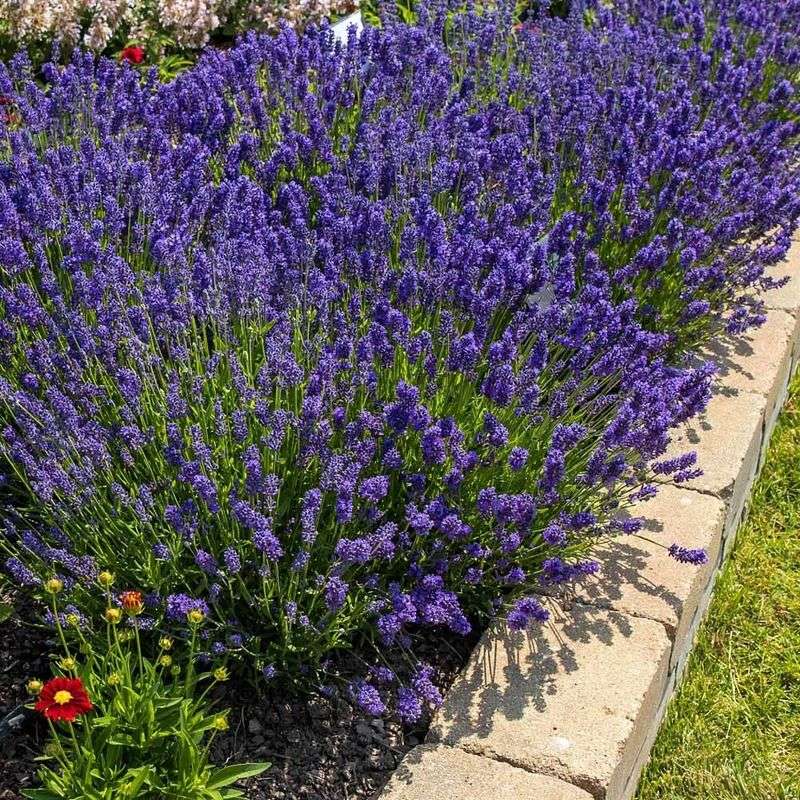 Install Deer-Resistant Plants