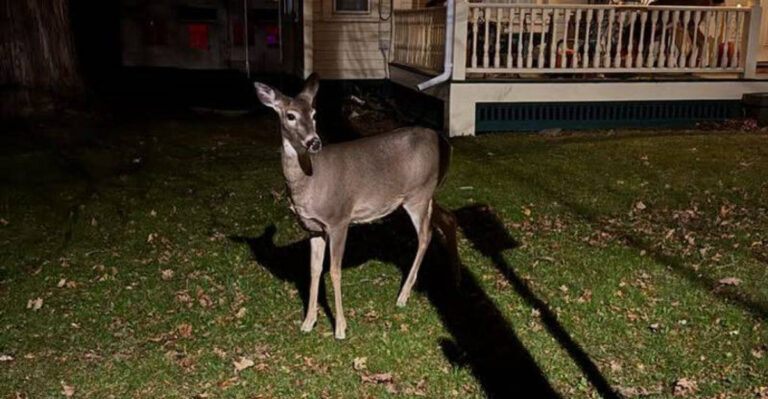 deer in yard