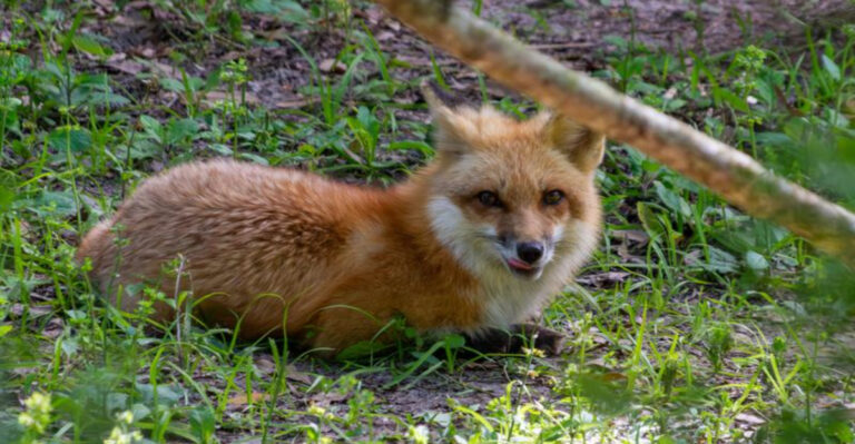 red fox