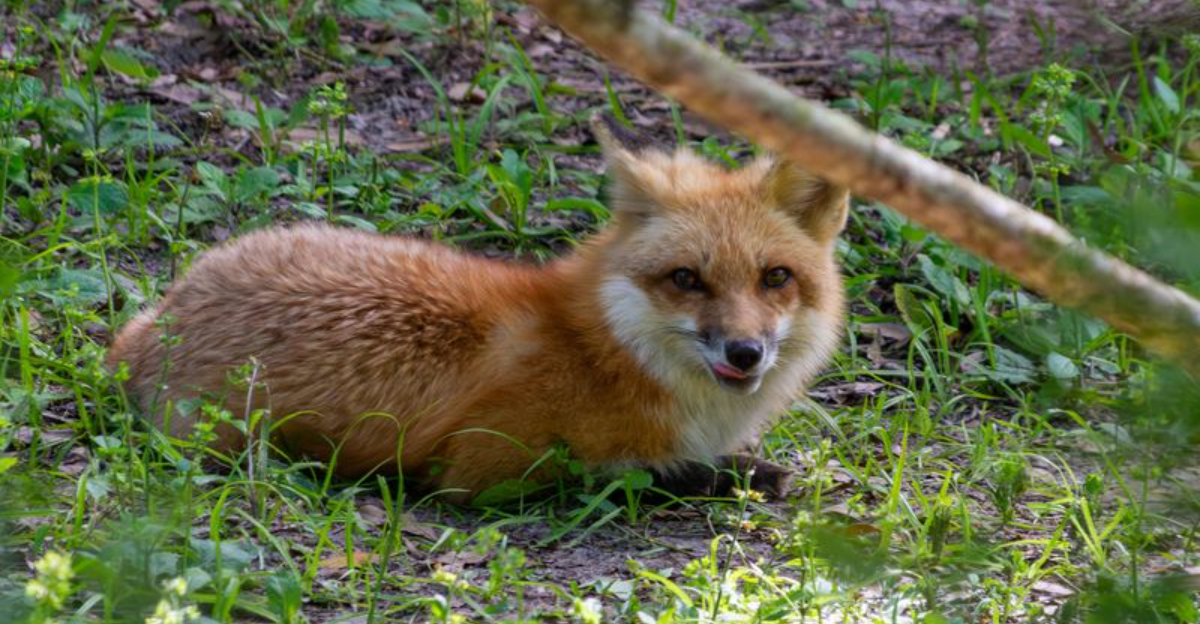 red fox