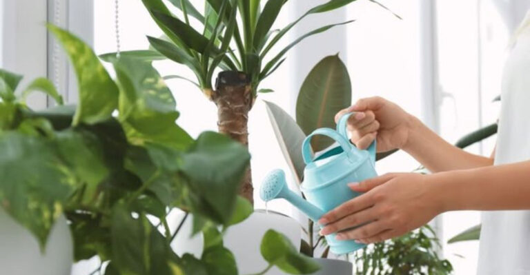watering indoor plants