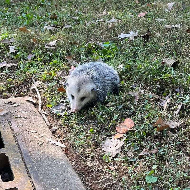 Opossums Are Not Native To Oregon (And ODFW Calls Them Invasive)