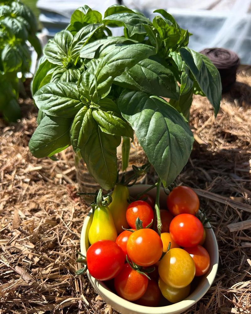 Choose Heat Tolerant Tomato And Basil Varieties