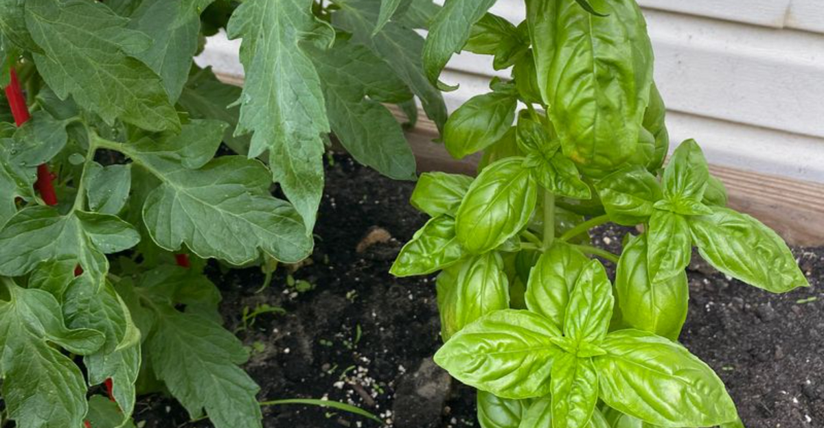 tomato and basil plant in the garden