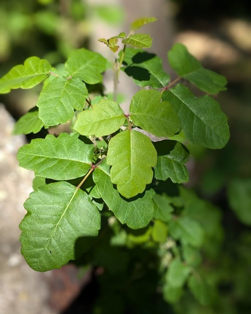 Poison Oak