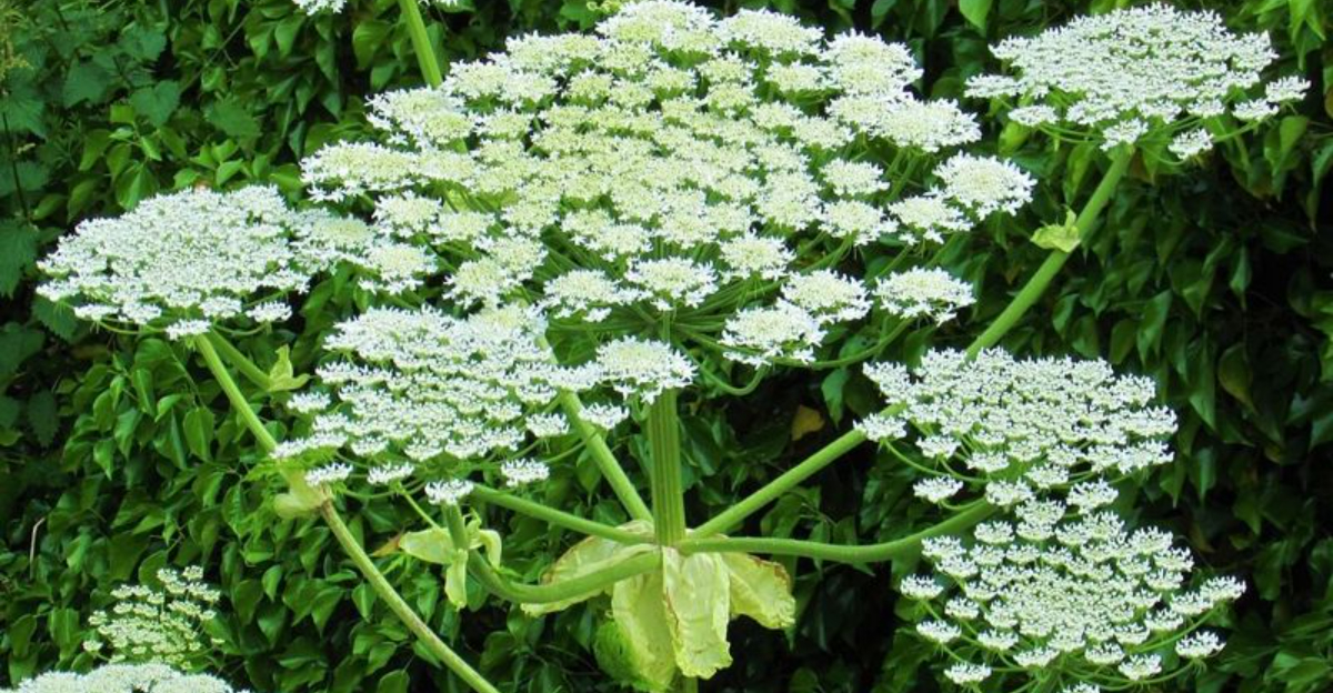 giant hogweed