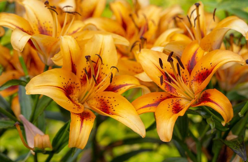 Asiatic Lilies