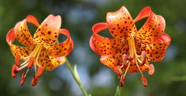 Tiger Lilies