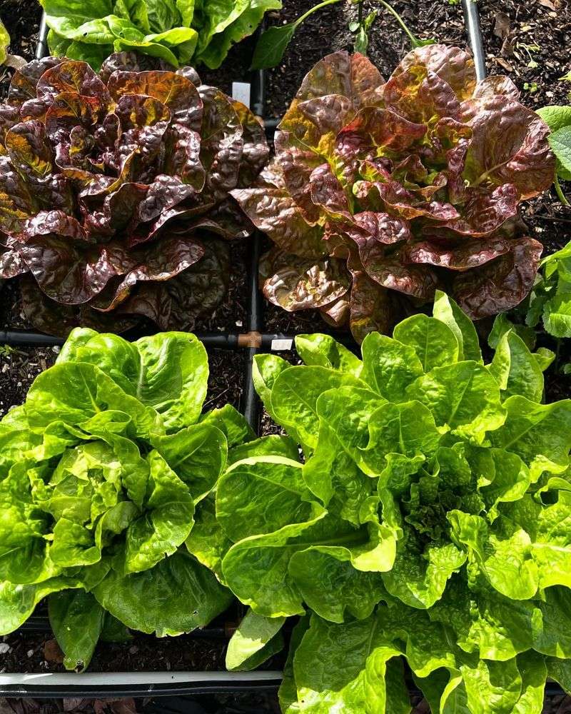 Leafy Lettuce Varieties For Continuous Harvests