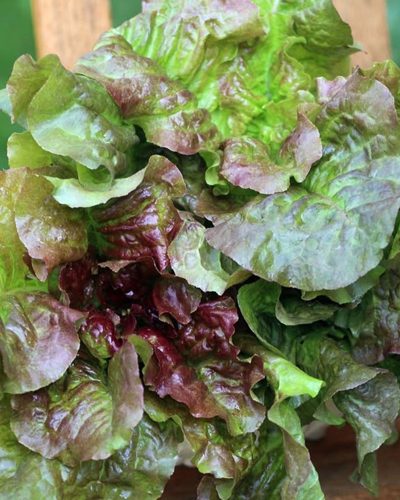 Lettuce (Loose-Leaf Varieties)