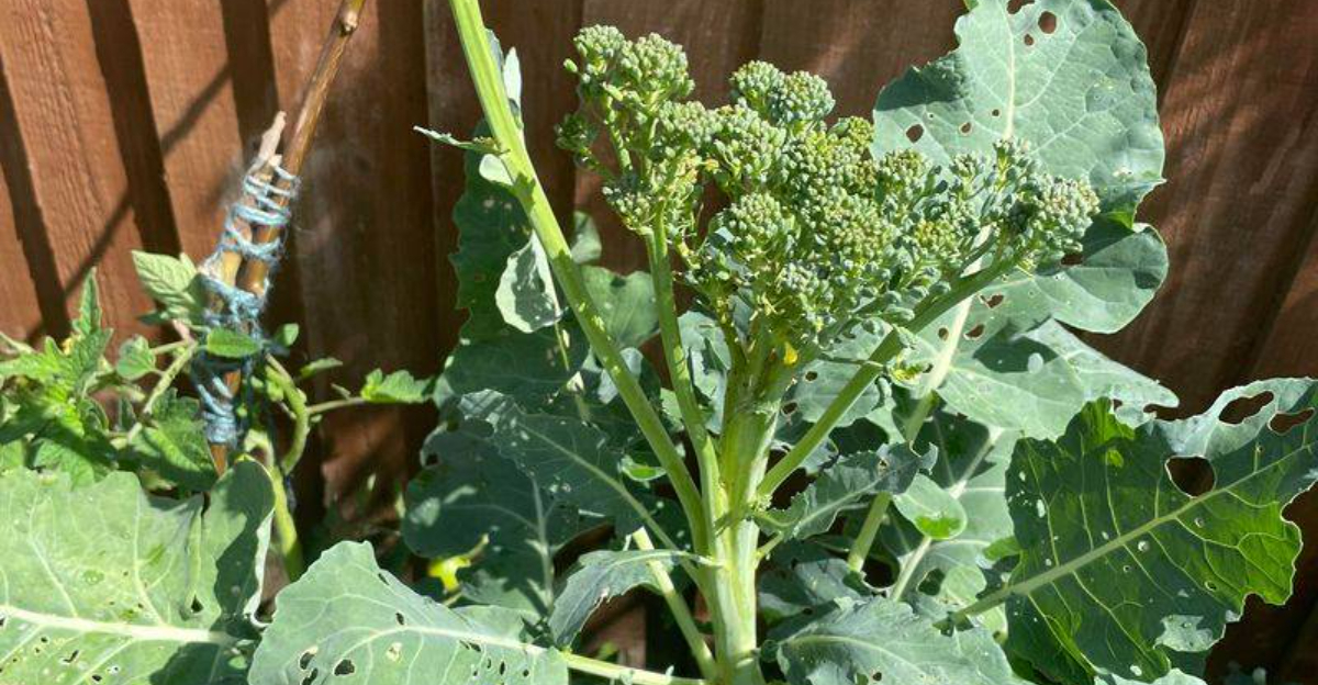 broccoli bolting