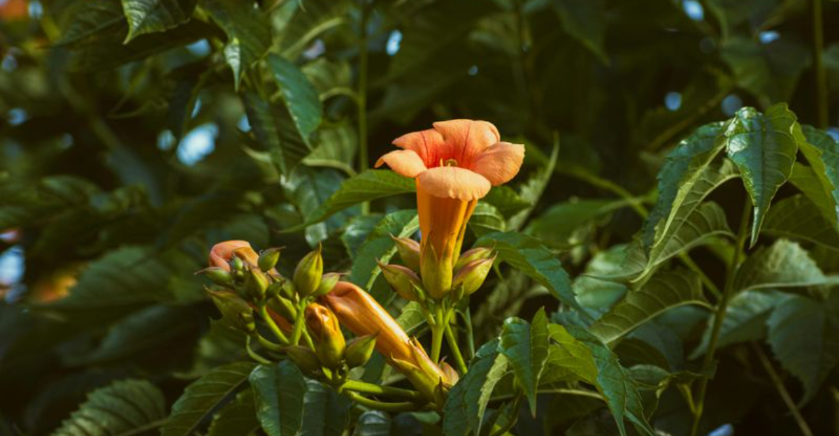 trumpet vine