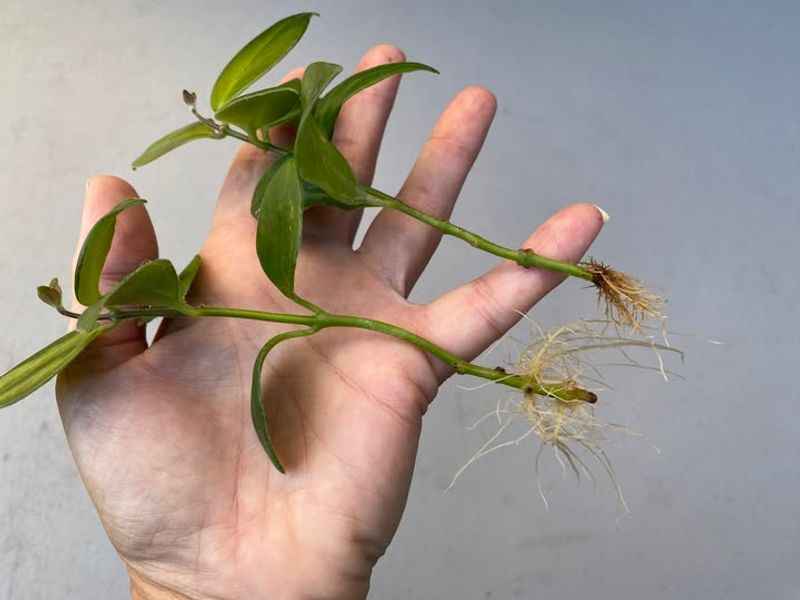 Stem Cuttings In Water