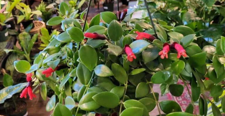 lipstick plant