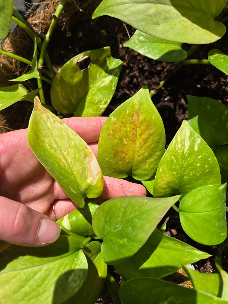 Leaf Color Changes Show Too Much Or Too Little Sun
