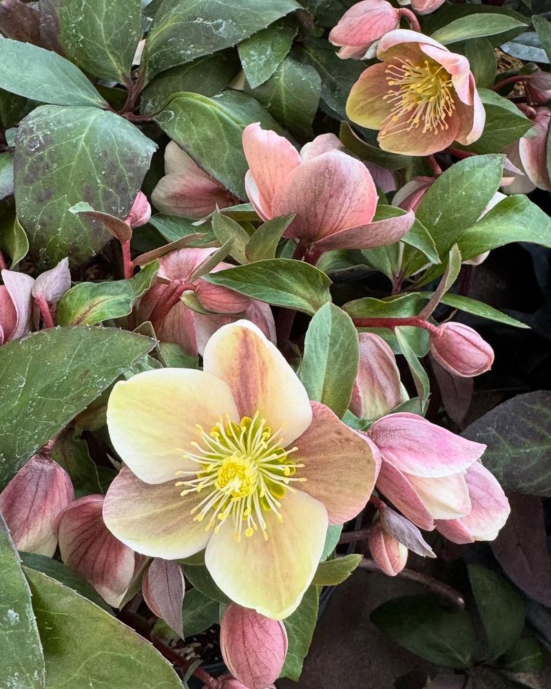 Hellebores (Christmas Rose And Lenten Rose)