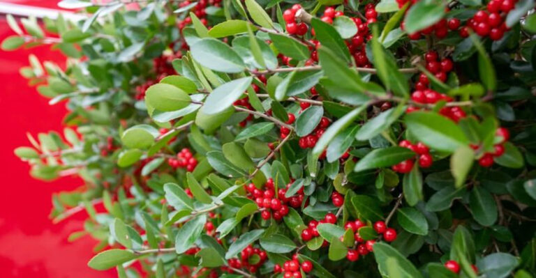 winterberry holly