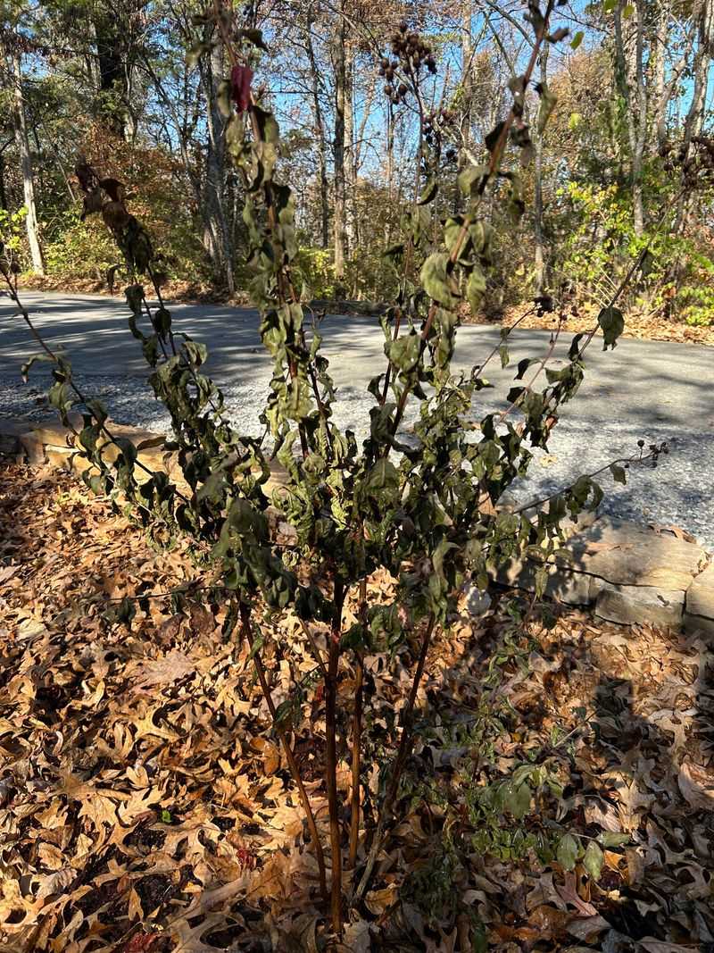 What To Do If A Tree Was Cut Back Too Much In The Past