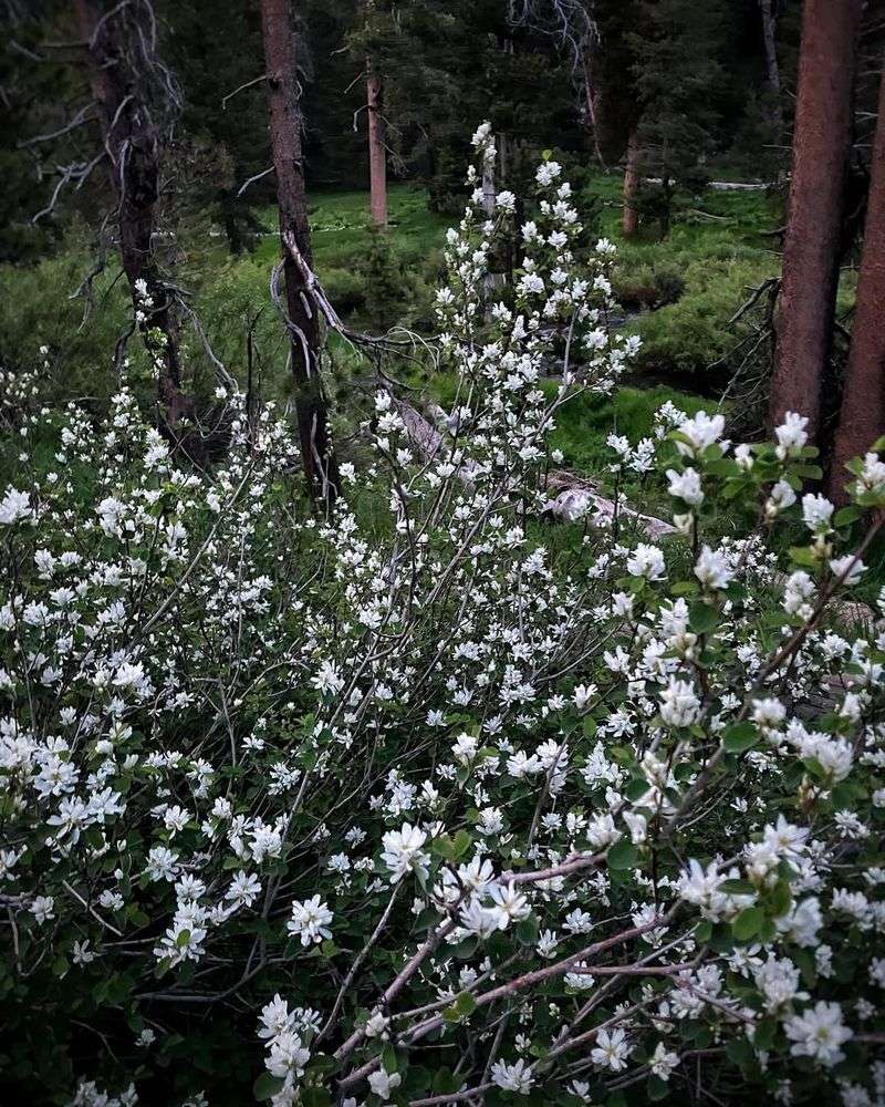 8. Serviceberry (Amelanchier alnifolia)