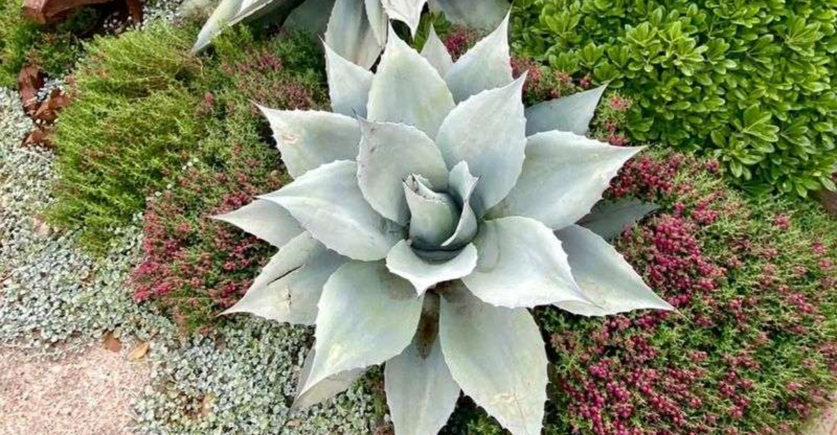 8 Agave Care Tips For Outdoor Containers In Nevada That Actually Work