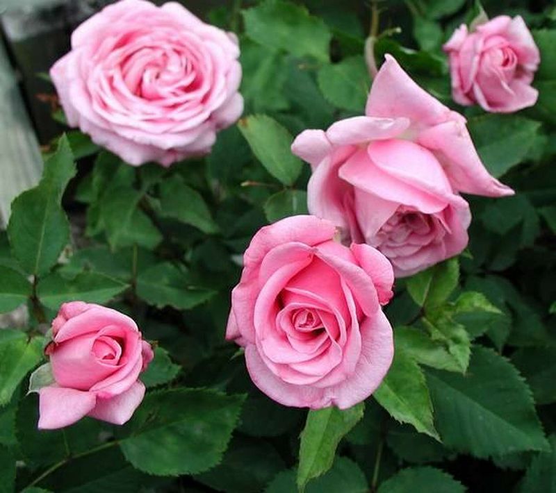 Roses Have Survived Millions Of Years