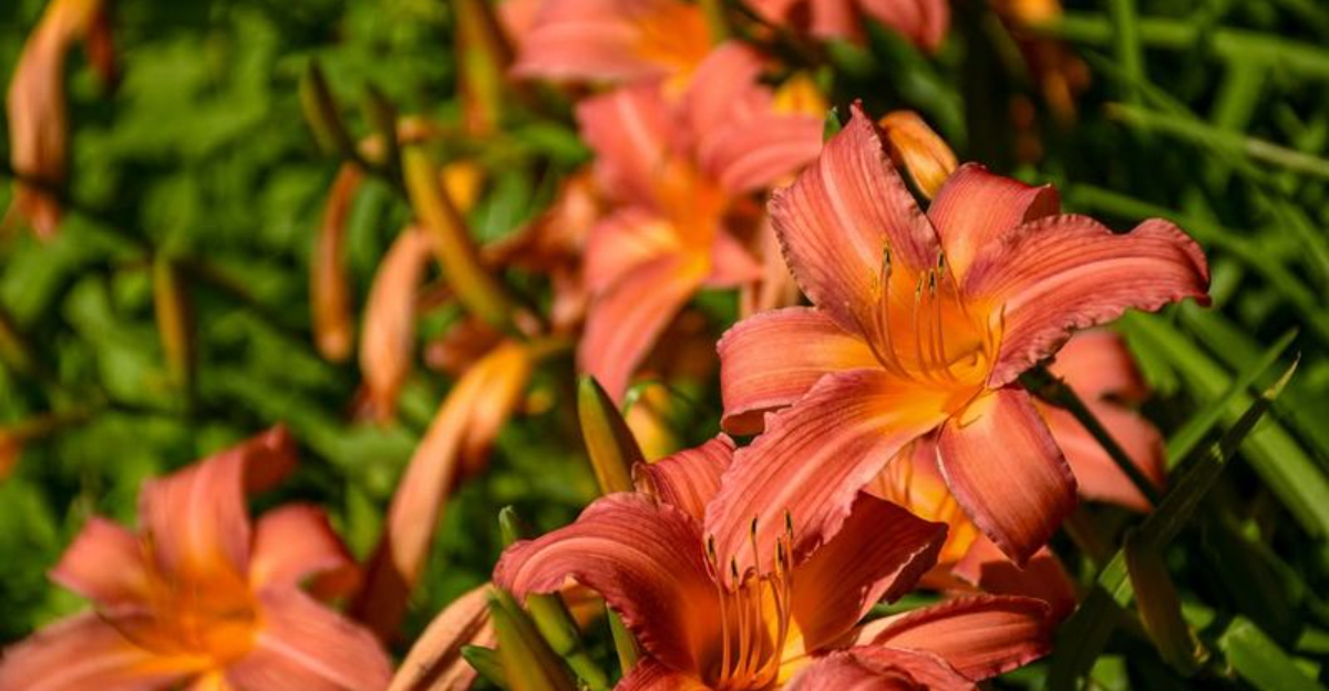 daylilies