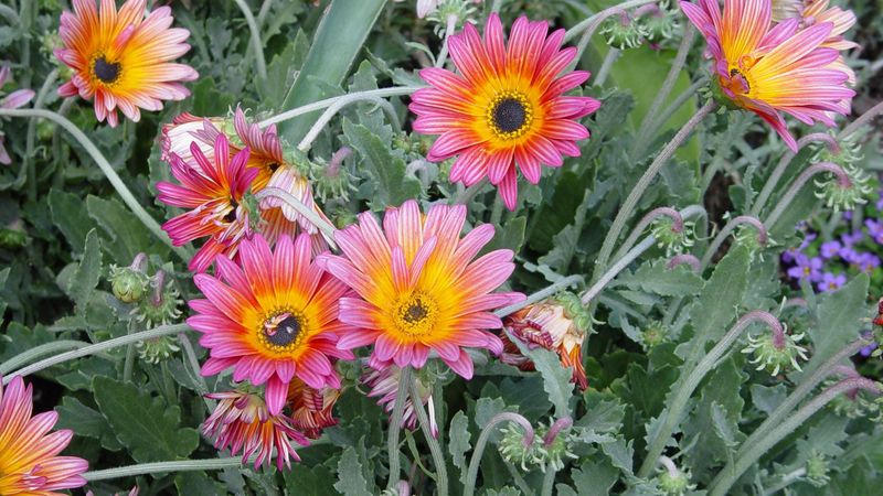 Arctotis Hybrid 'Pink Sugar'