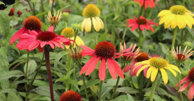 Echinacea 'Cheyenne Spirit'