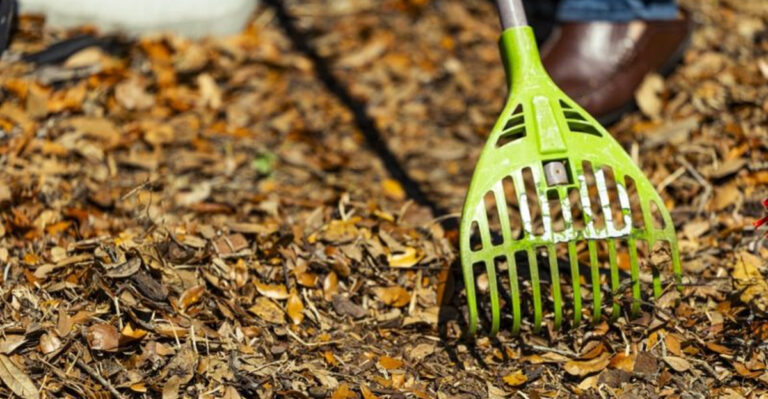 cleaning fallen leaves