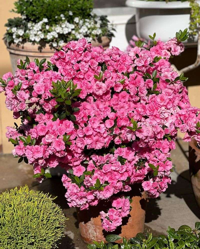 Areas With Full Afternoon Sun