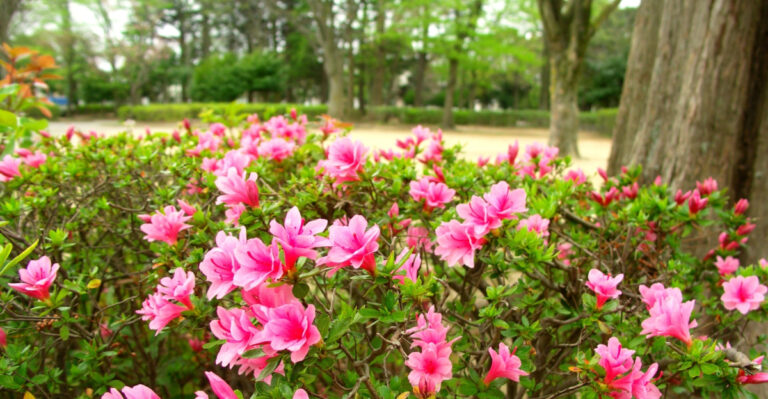 Azaleas (featured image)