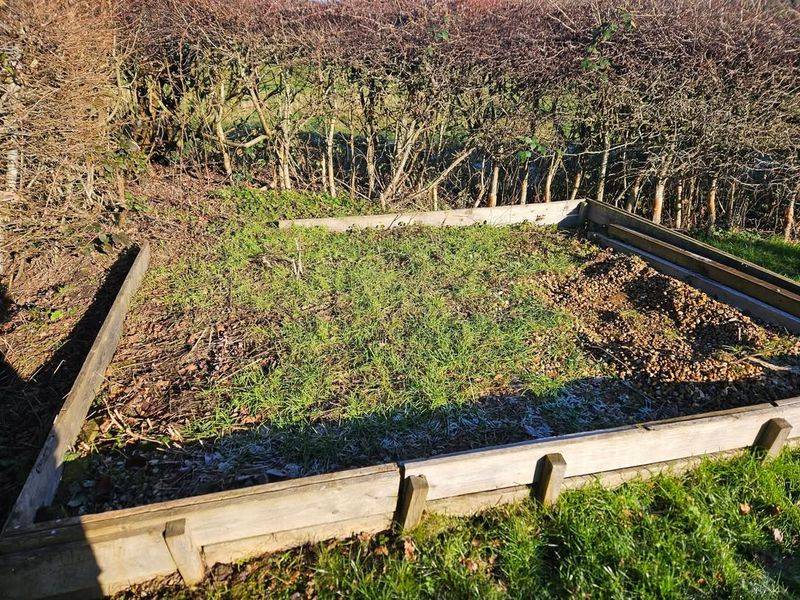 Clearing Out Old Plant Debris Early