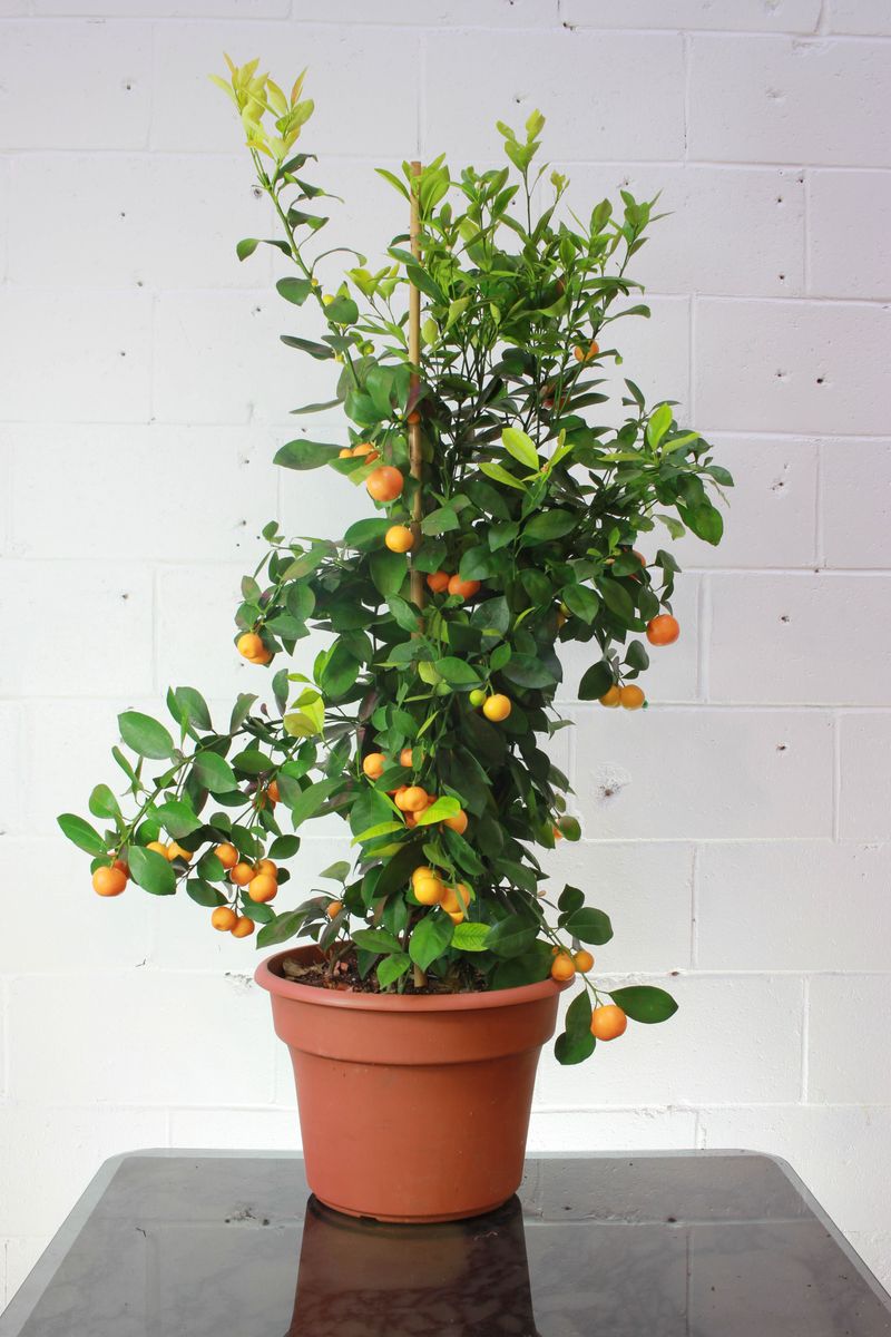 Calamondin Orange (Citrus × Microcarpa)