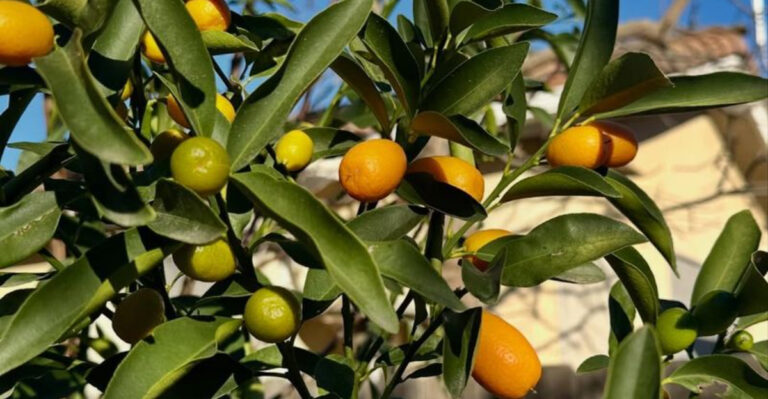 kumquat tree