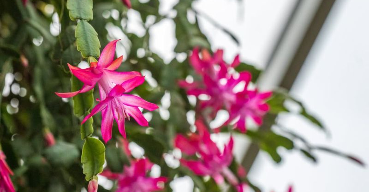 8 Christmas Cactus Care Tips For Strong Growth After Blooming In Colorado