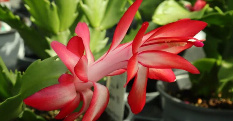 christmas cactus flower