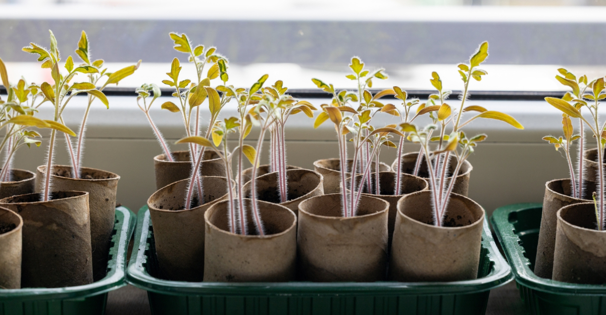 seedlings (featured image)