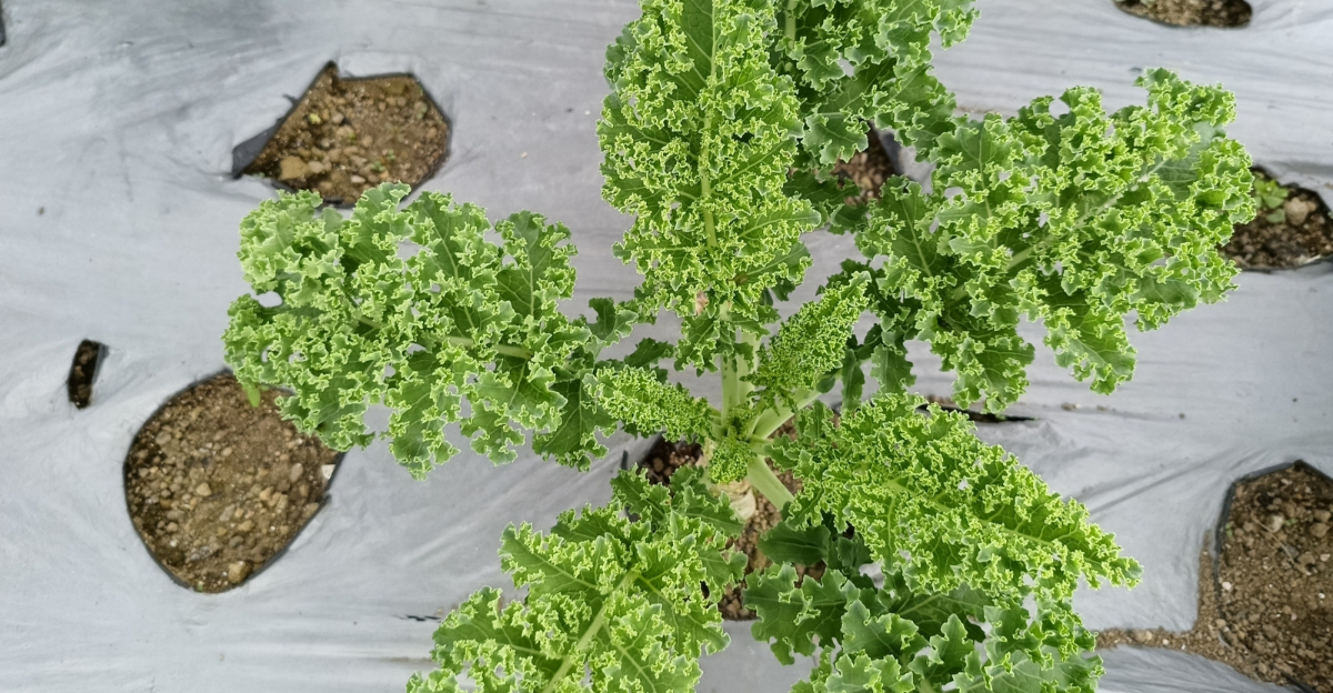 kale (featured image)