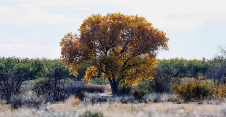 Cottonwood Tree