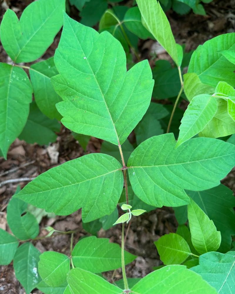 Poison Ivy (Toxicodendron Radicans)