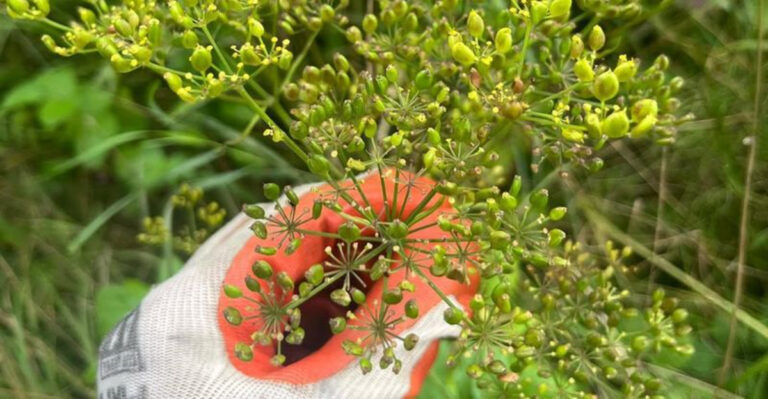 8 Common Garden Plants In Ohio That Can Cause Skin Irritation