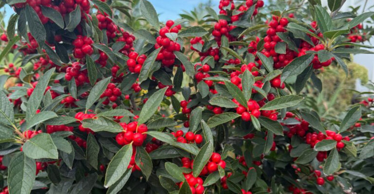 winterberry holly